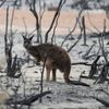 Výběr nej snímků. Katastrofy roku 2020 očima fotoreportérů agentury Reuters