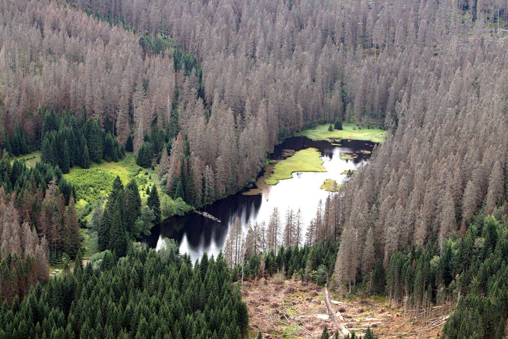 Šumavské lesy