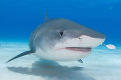 Žralok v Egyptě zabil německého turistu