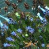 Starcraft 2