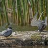Vítězné fotografie ze soutěže Nikon Comedy Wildlife Awards 2024