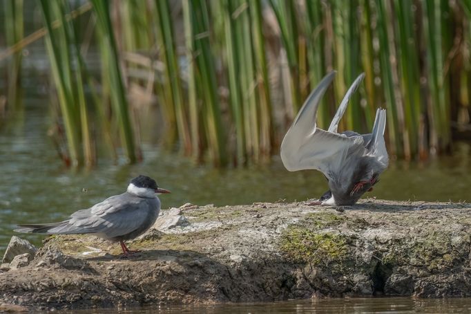 Vítězné fotografie ze soutěže Nikon Comedy Wildlife Awards 2024