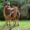 Zoo, Praha, tygr sumaterský, Velká Británie, Achilles