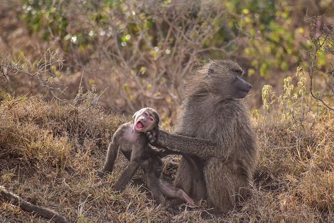 Finalisté Comedy Wildlife Photography Awards 2023