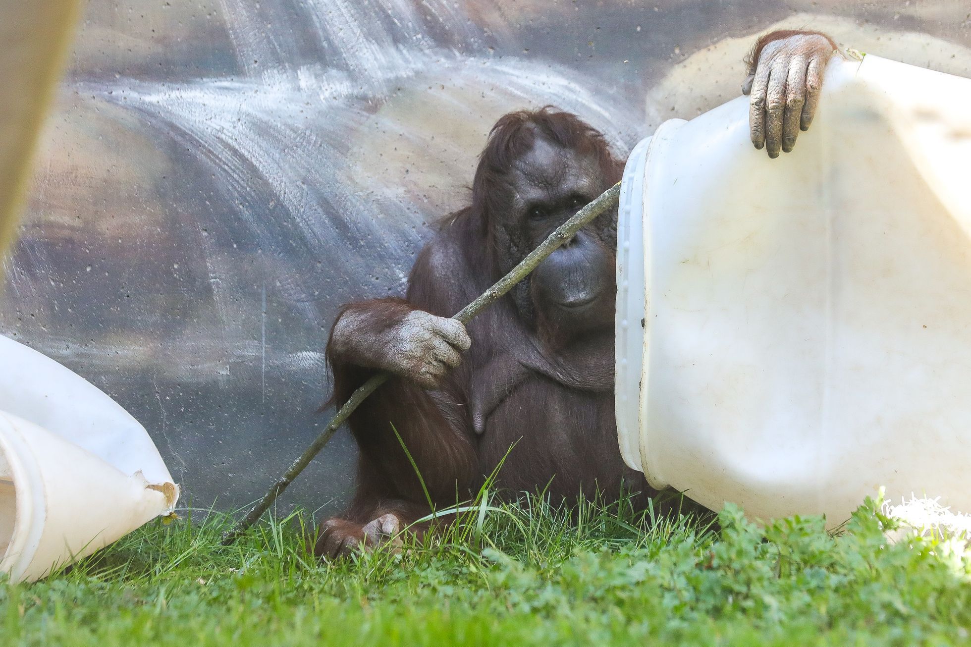 Uzavřená Zoo Dvůr Králové kvůli nouzovému stavu