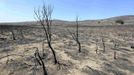 Charred trees are seen after the Wood Hollow fire burned through the area north of Fairview, Utah, June 26, 2012. More than 500 structures have been threatened by the Wood Hollow fire, forcing up to 1,500 people from homes. REUTERS/George Frey (UNITED STATES - Tags: ENVIRONMENT DISASTER) Published: Čer. 26, 2012, 10:17 odp.