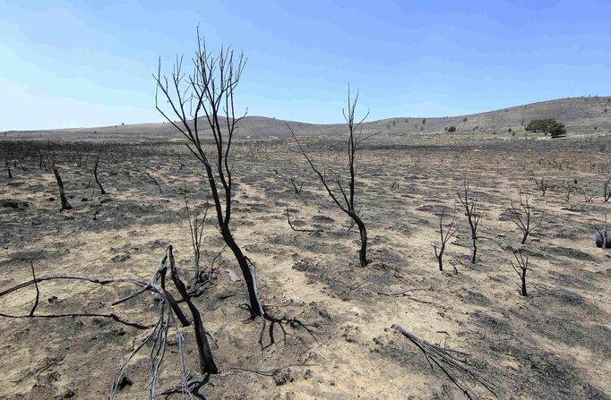 Charred trees are seen after the Wood Hollow fire burned through the area north of Fairview, Utah, June 26, 2012. More than 500 structures have been threatened by the Wood Hollow fire, forcing up to 1,500 people from homes. REUTERS/George Frey (UNITED STATES - Tags: ENVIRONMENT DISASTER) Published: Čer. 26, 2012, 10:17 odp.