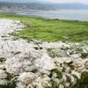 Fotogalerie: Čínské pláže pokryly mořské řasy