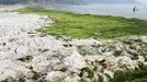 People swim in the sea as dried algae is pictured along the coastline in Qingdao, Shandong province, June 22, 2013. Picture taken June 22, 2013. REUTERS/China Daily (CHINA - Tags: ENVIRONMENT SOCIETY TPX IMAGES OF THE DAY) CHINA OUT. NO COMMERCIAL OR EDITORIAL SALES IN CHINA Published: Čer. 26, 2013, 6:26 dop.