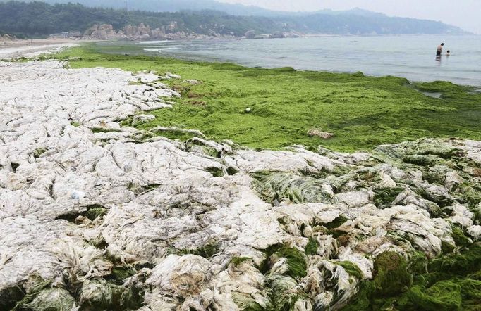 People swim in the sea as dried algae is pictured along the coastline in Qingdao, Shandong province, June 22, 2013. Picture taken June 22, 2013. REUTERS/China Daily (CHINA - Tags: ENVIRONMENT SOCIETY TPX IMAGES OF THE DAY) CHINA OUT. NO COMMERCIAL OR EDITORIAL SALES IN CHINA Published: Čer. 26, 2013, 6:26 dop.