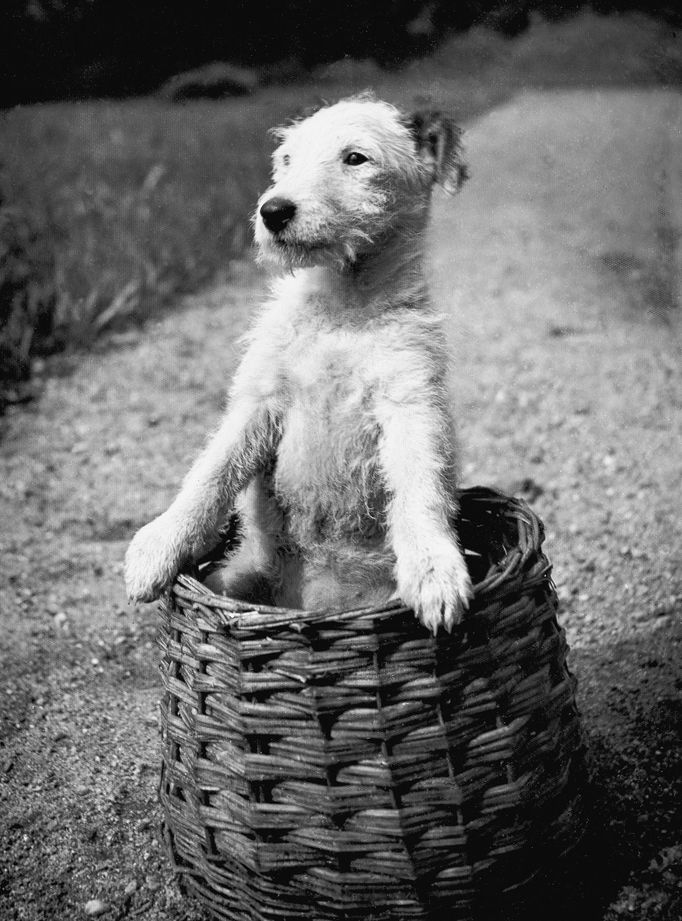 Fotografie od Karla Čapka.