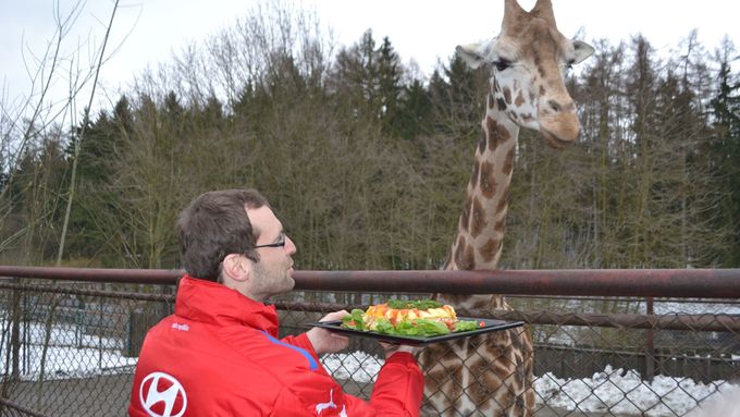 Petr Čech krmí žirafu, která se ode dneška jmenuje "Dino".