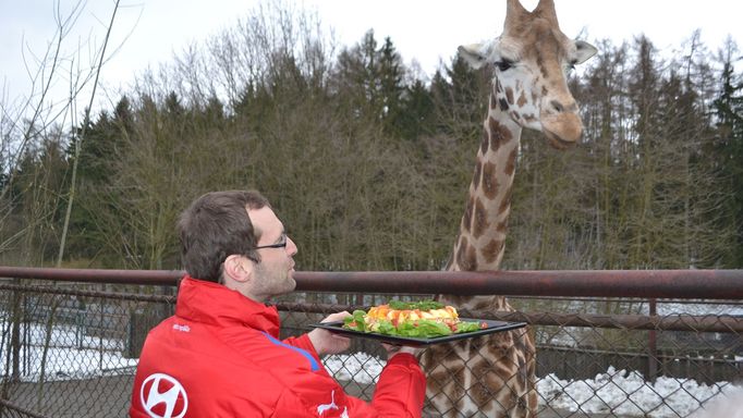 Petr Čech krmí žirafu v olomoucké ZOO