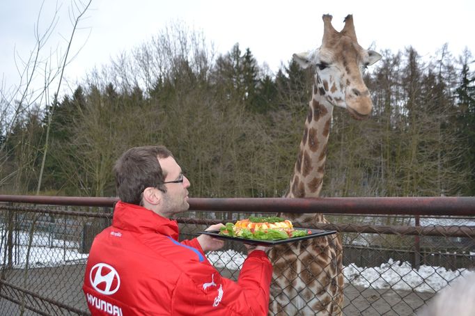 Petr Čech krmí žirafu v olomoucké ZOO