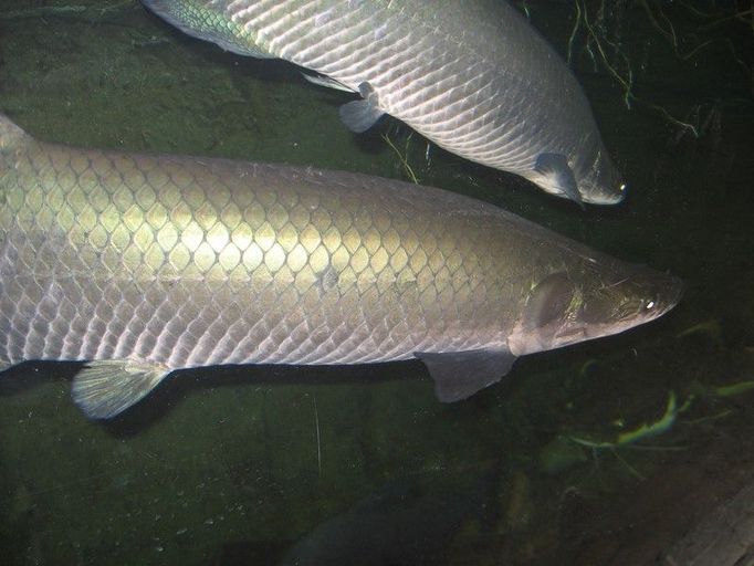 Arapaima veliká, sladokovodní ryba ohrožená vyhynutím