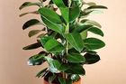 Fíkus(Ficus robusta)