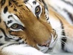 Tygři jsou v Číně v zajetí chování často ke komerčním účelům