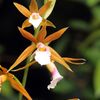 Orchideje v botanické zahradě