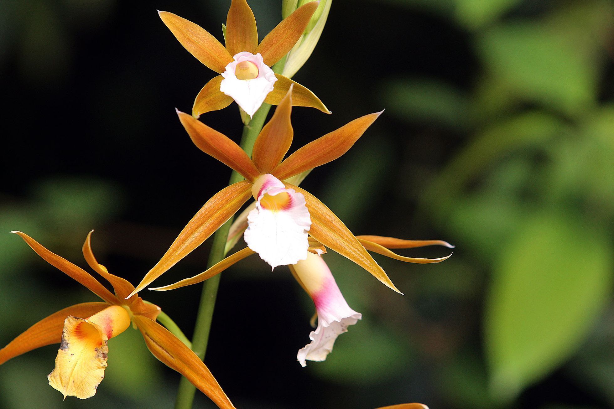 Orchideje v botanické zahradě