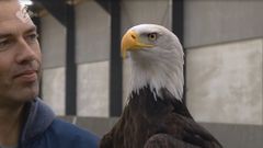 Nizozemská policie učí orli chytat drony