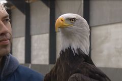 Nizozemská policie cvičí orly k odchytu nebezpečných dronů