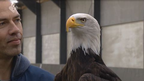 Nizozemská policie trénuje orly na chytání dronů. Mohli by je zneužít i teroristé