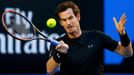 Australian Open 2015: Andy Murray při semifinále s Tomášem Berdychem