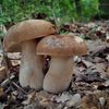 NEPOUŽÍVAT !!! Fotosoutěž houby 2017