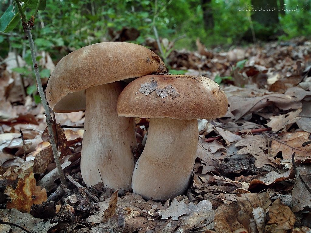 NEPOUŽÍVAT !!! Fotosoutěž houby 2017