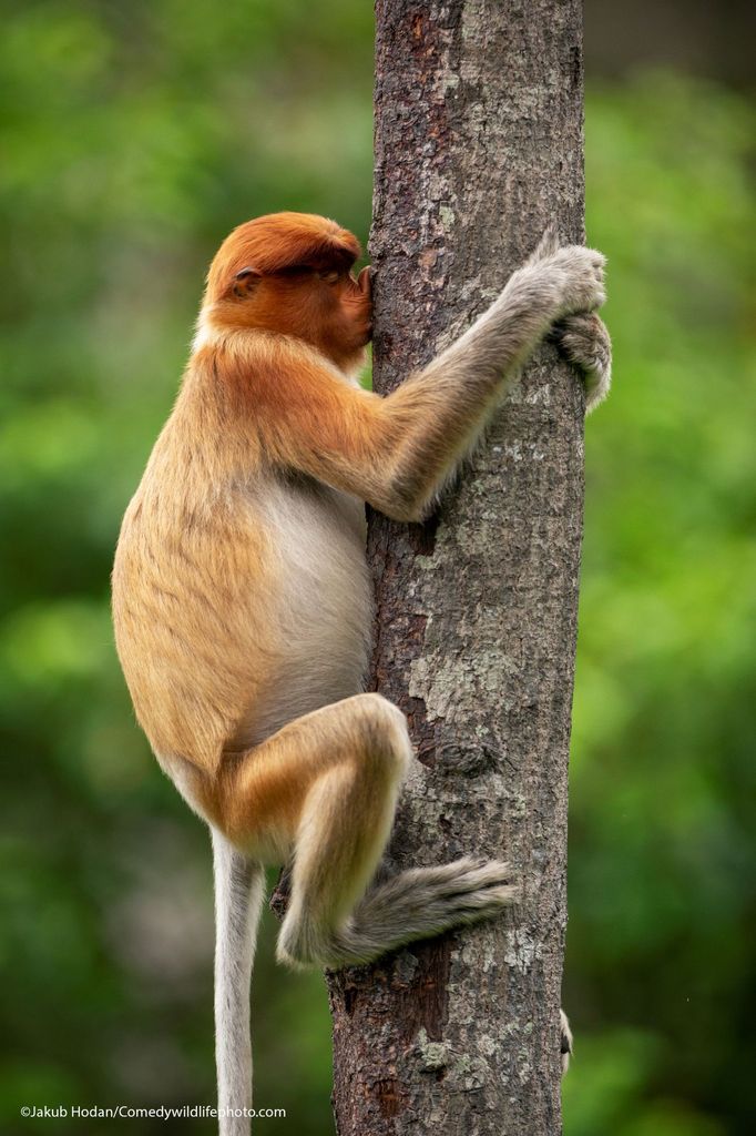 Vítězové soutěže Comedy Wildlife Photography Awards 2021