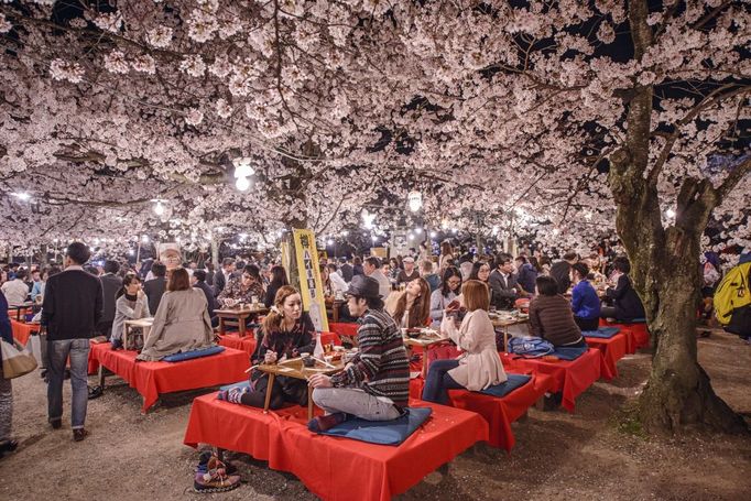 Hanami, Japonsko