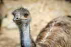 Na severu Německa uzavřeli zoo, emu tu uhynul na ptačí chřipku