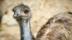 Pták emu