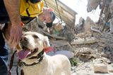 Pes Trento se právě vrátil k záchranářům, v sutinách se snažil vyčenichat přeživší. Momentka z vesnice Onna.