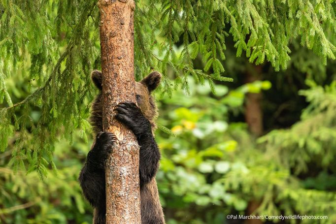 Vítězové soutěže Comedy Wildlife Photography Awards 2021