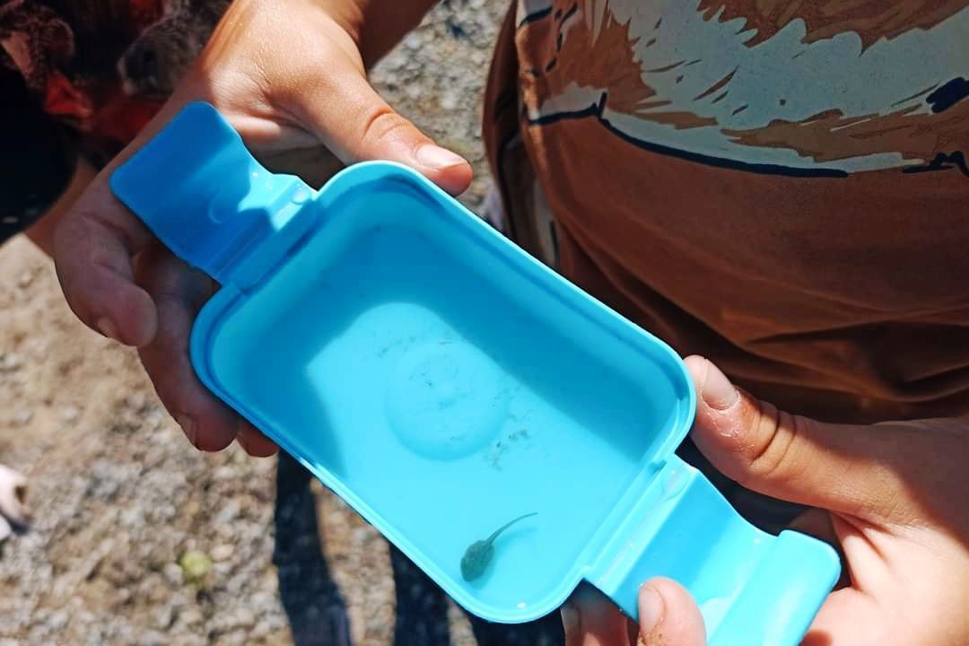 Domoškola Líšeň, domoškola, děti, škola, domoškolák, alternativní škola