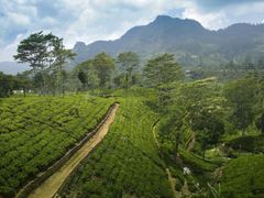 čajové plantáže