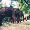 Zoo praha povodně 2002