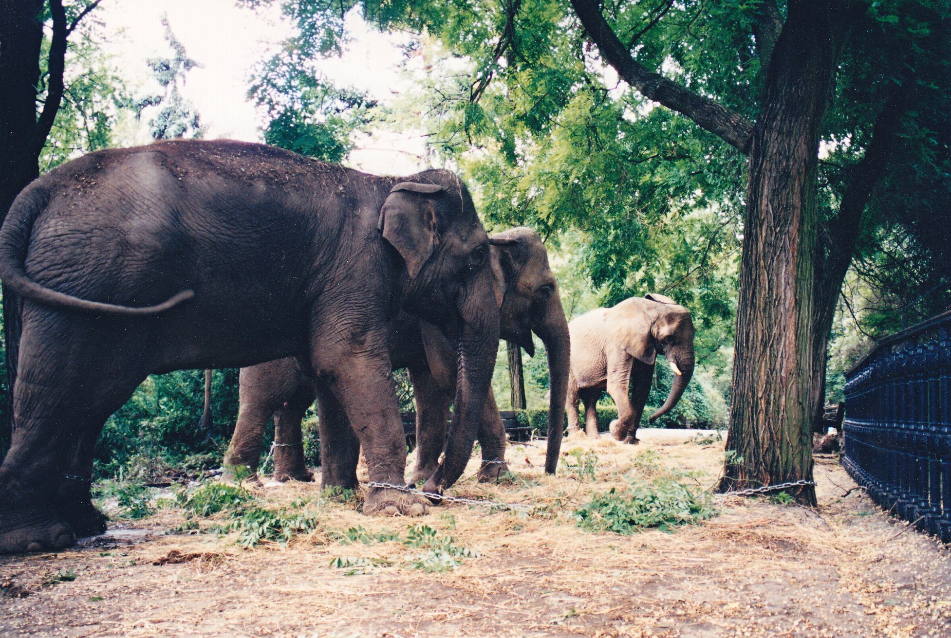 Zoo praha povodně 2002