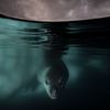Wildlife Photographer of the Year 2024