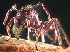 Mravenec nese čip. Jakou elektroniku přinese příště? (Ilustračmí foto)