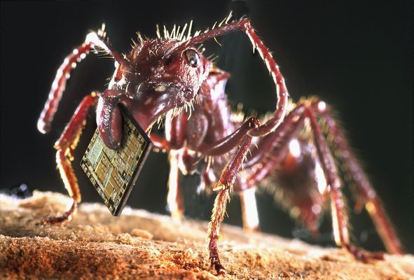 Mravenec a čip