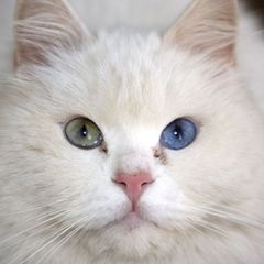 Bílá kočka s dvoubarevnýma očima