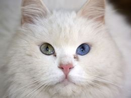 Bílá kočka s dvoubarevnýma očima