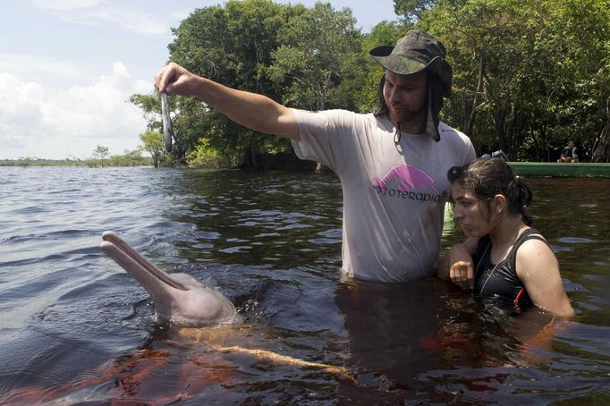 Igor Andrade (L), a physiotherapist, assists Alice Castro, 17 who suffers from mild cerebral palsy while interacting with a dolphin during a "Bototherapy" session at Arau River in Amazon August 11, 2012. The "Bototherapy", a "Rolfing" therapeutic practice assisted by river dolphins, was developed by Andrade and the treatment is free for children from low income with disabilities or disorders. Picture taken August 11, 2012. REUTERS/Bruno Kelly (BRAZIL - Tags: SOCIETY HEALTH) Published: Srp. 28, 2012, 12:16 dop.