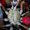 Fotogalerie / Jak se zachraňují mořské želvy v Turecku / Reuters / 8