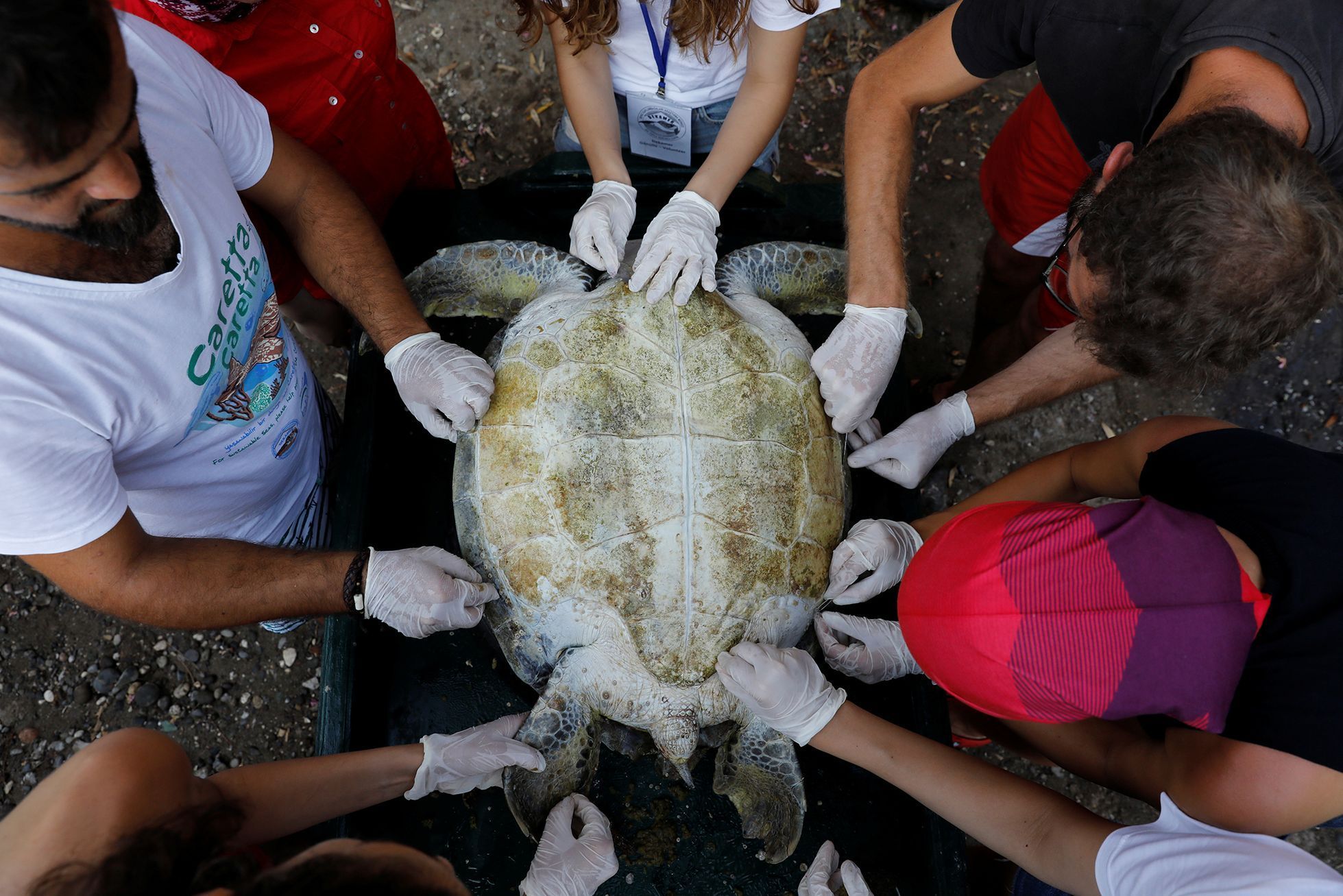 Fotogalerie / Jak se zachraňují mořské želvy v Turecku / Reuters / 8