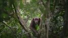 Fotografie ze soutěže Wildlife Photographer of the Year, které se utkají o cenu veřejnosti.