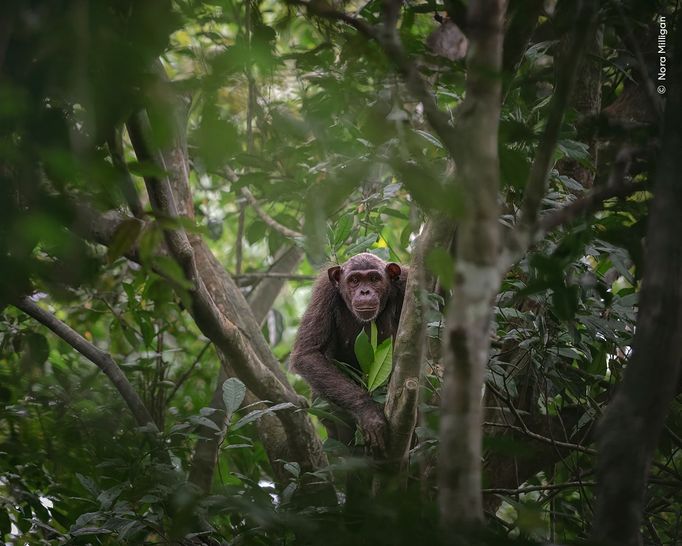 Fotografie ze soutěže Wildlife Photographer of the Year, které se utkají o cenu veřejnosti.