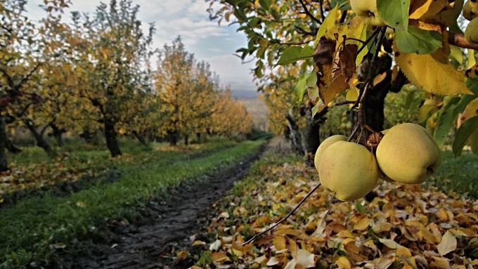 Na unijním trhu hrozí přetlak, v Česku by poškodil například ovocnáře.
